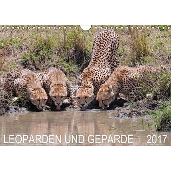 Leoparden und Geparde (Wandkalender 2017 DIN A4 quer), Andreas Lippmann