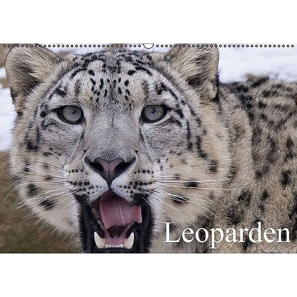 Leoparden (Wandkalender immerwährend DIN A2 quer), Elisabeth Stanzer