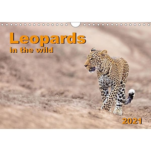 Leopards in the wild (Wall Calendar 2021 DIN A4 Landscape), Gerd-Uwe Neukamp