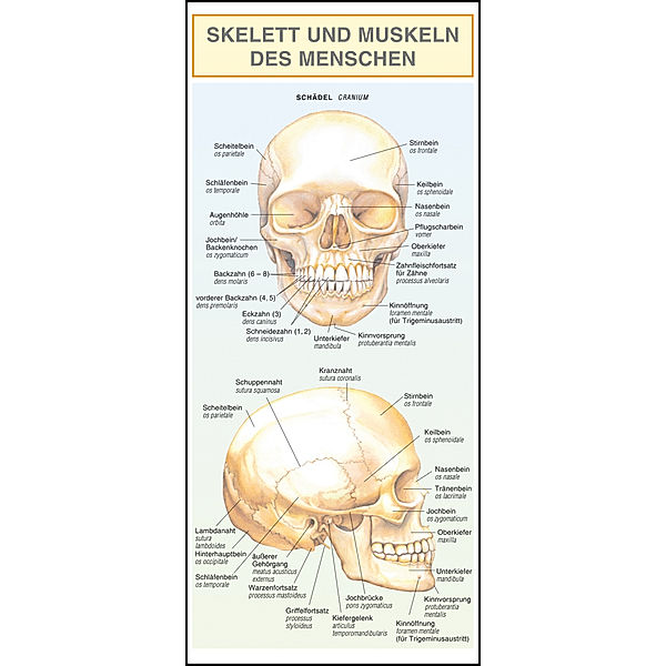 Leporello: Skelett und Muskeln des Menschen -  Alle Begriffe im Überblick, Barbora Dancová