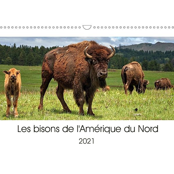 Les bisons de l'Amérique du Nord (Calendrier mural 2021 DIN A3 horizontal), Dieter-M. Wilczek