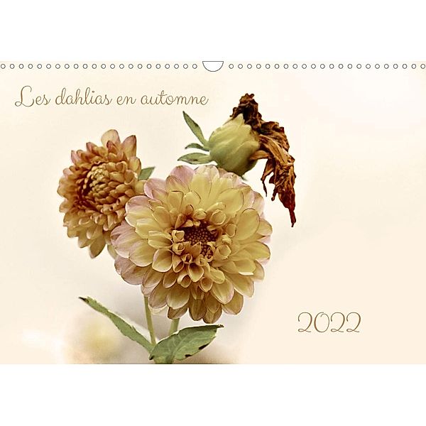 Les dahlias en automne (Calendrier mural 2022 DIN A3 horizontal), Clemens Stenner