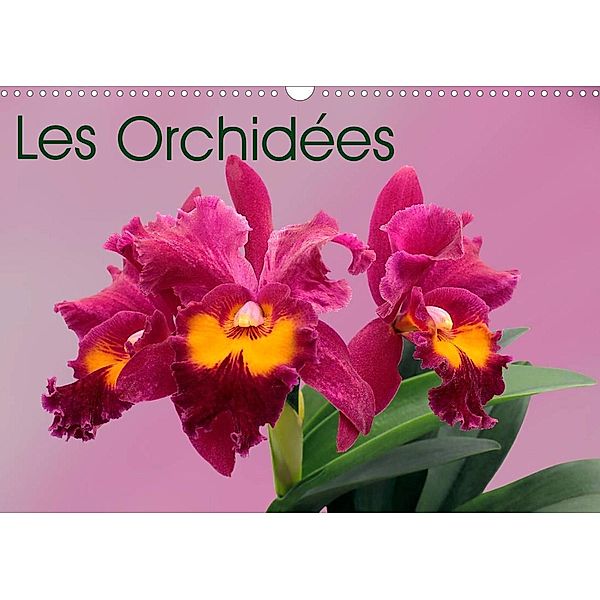 Les Orchidées (Calendrier mural 2022 DIN A3 horizontal), MonarchC