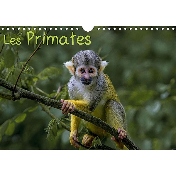 Les Primates (Calendrier mural 2021 DIN A4 horizontal)
