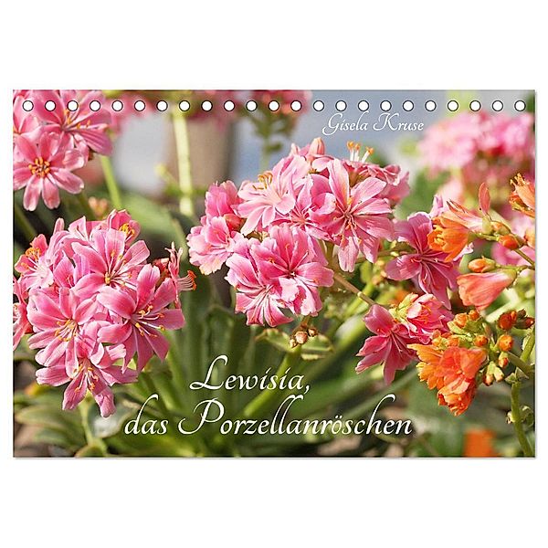 Lewisia, das Porzellanröschen (Tischkalender 2025 DIN A5 quer), CALVENDO Monatskalender, Calvendo, Gisela Kruse