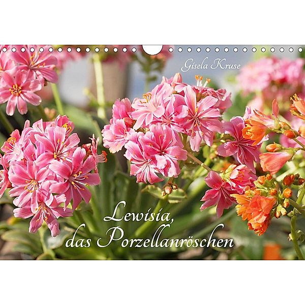 Lewisia, das Porzellanröschen (Wandkalender 2021 DIN A4 quer), Gisela Kruse