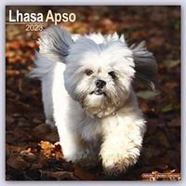 Lhasa Apso - Lhasaterrier 2023 - 16-Monatskalender, Avonside Publishing Ltd.
