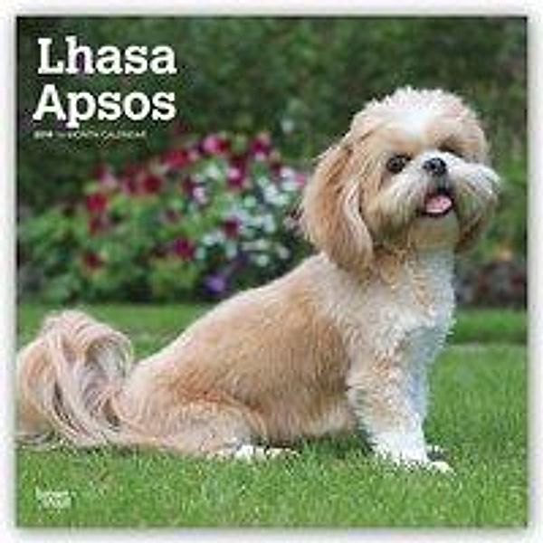 Lhasa Apsos - Lhasaterrier 2019 - 18-Monatskalender mit frei