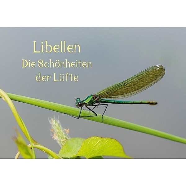Libellen - Die Schönheiten der Lüfte (Posterbuch DIN A3 quer), Andrea Potratz