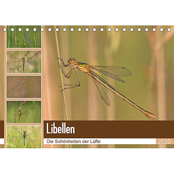 Libellen - Die Schönheiten der Lüfte (Tischkalender 2020 DIN A5 quer), Andrea Potratz