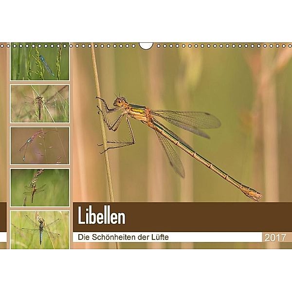 Libellen - Die Schönheiten der Lüfte (Wandkalender 2017 DIN A3 quer), Andrea Potratz