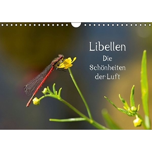 Libellen - Die Schönheiten der Luft (Wandkalender 2016 DIN A4 quer), Andrea Potratz
