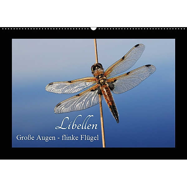 Libellen. Grosse Augen - flinke Flügel (Wandkalender 2019 DIN A2 quer), Gudrun Nitzold-Briele