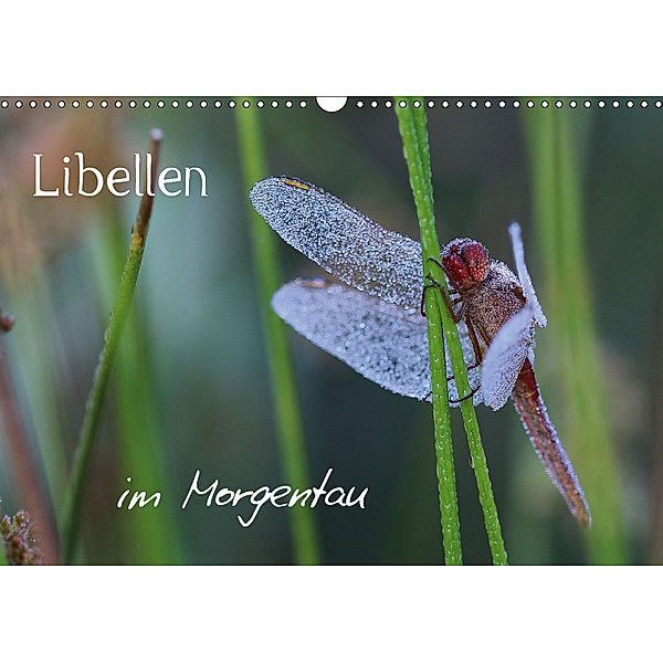 Libellen im Morgentau (Wandkalender 2019 DIN A3 quer), Matthias Brix - Studio Brix