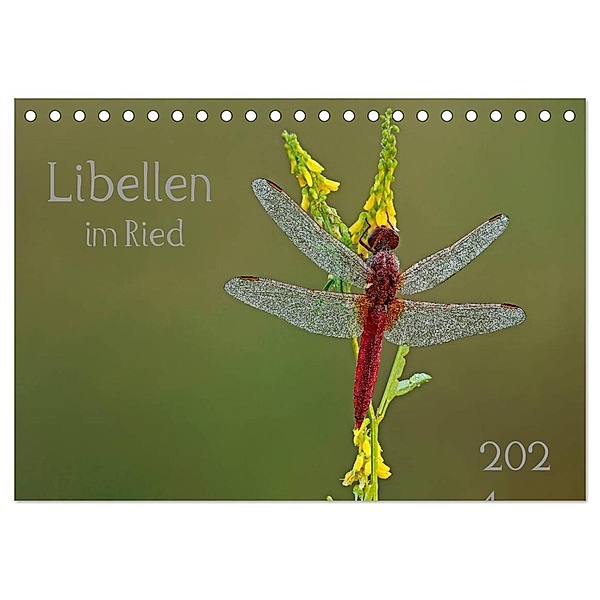 Libellen im Ried (Tischkalender 2024 DIN A5 quer), CALVENDO Monatskalender, Dorothea Oldani