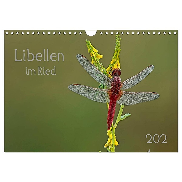 Libellen im Ried (Wandkalender 2024 DIN A4 quer), CALVENDO Monatskalender, Dorothea Oldani