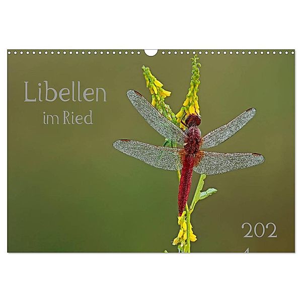Libellen im Ried (Wandkalender 2025 DIN A3 quer), CALVENDO Monatskalender, Calvendo, Dorothea Oldani