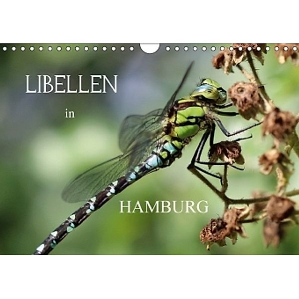 Libellen in HamburgCH-Version (Wandkalender 2017 DIN A4 quer), Matthias Brix - Studio Brix