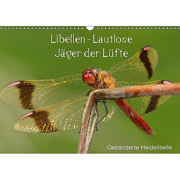 Libellen - Lautlose Jäger der Lüfte (Wandkalender 2018 DIN A3 quer), Winfried Erlwein
