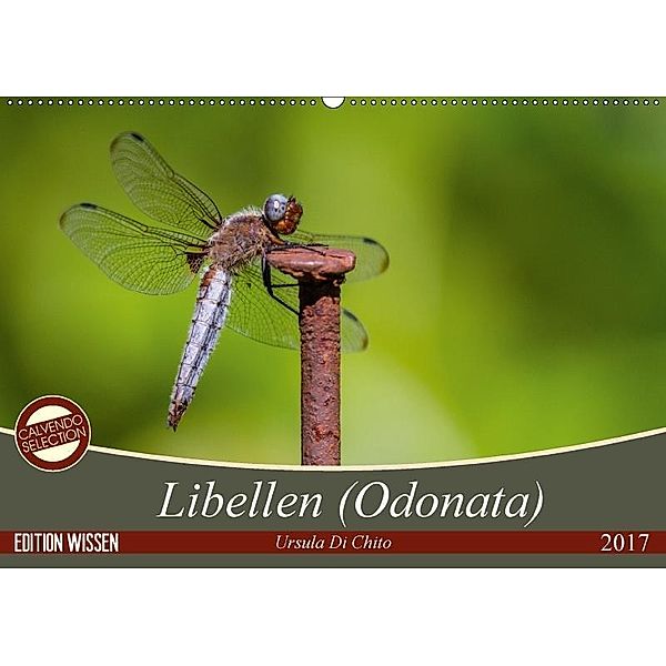 Libellen (Odonata) (Wandkalender 2017 DIN A2 quer), Ursula Di Chito