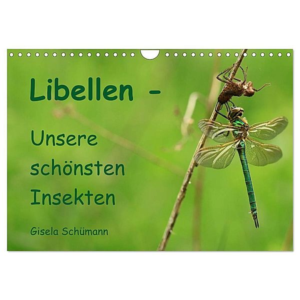 Libellen - Unsere schönsten Insekten (Wandkalender 2024 DIN A4 quer), CALVENDO Monatskalender, Gisela Schümann