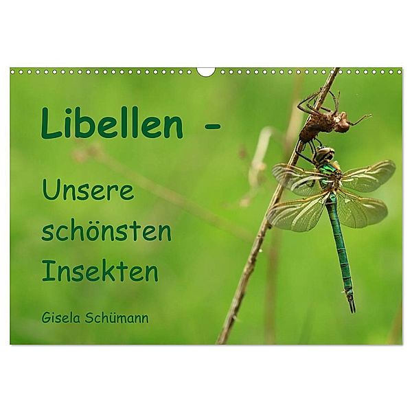 Libellen - Unsere schönsten Insekten (Wandkalender 2024 DIN A3 quer), CALVENDO Monatskalender, Gisela Schümann