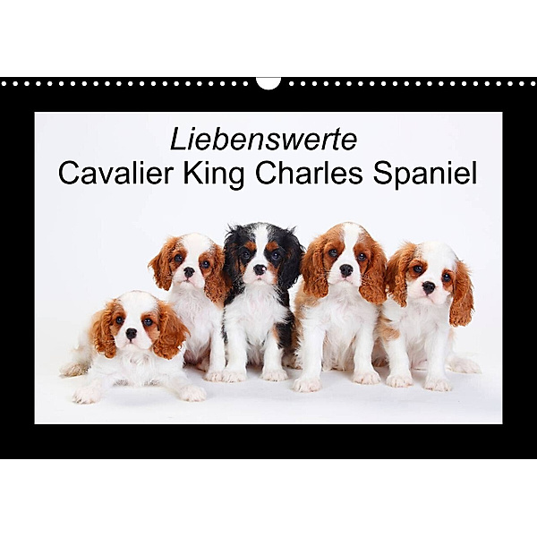 Liebenswerte Cavalier King Charles Spaniel (Wandkalender 2023 DIN A3 quer), Petra Wegner