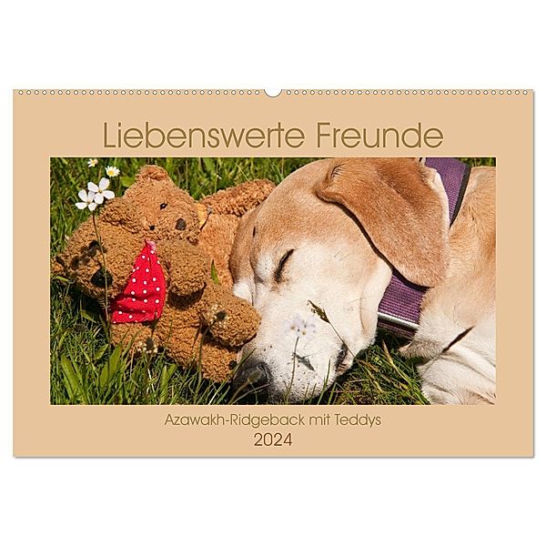 Liebenswerte Freunde - Azawakh-Ridgeback mit Teddys (Wandkalender 2024 DIN A2 quer), CALVENDO Monatskalender, Meike Bölts