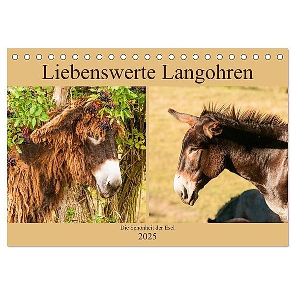 Liebenswerte Langohren - Die Schönheit der Esel (Tischkalender 2025 DIN A5 quer), CALVENDO Monatskalender, Calvendo, Meike Bölts
