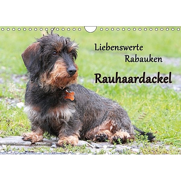 Liebenswerte Rabauken Rauhaardackel / CH-Version (Wandkalender 2018 DIN A4 quer), Barbara Mielewczyk