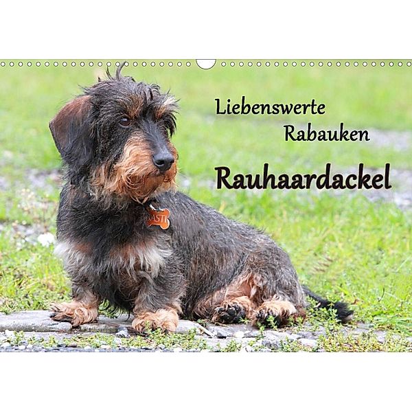 Liebenswerte Rabauken Rauhaardackel / CH-Version (Wandkalender 2023 DIN A3 quer), Barbara Mielewczyk