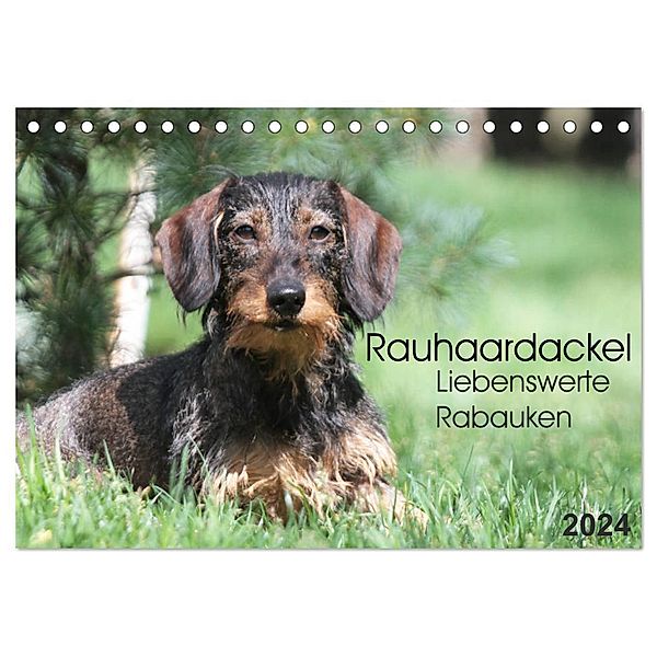 Liebenswerte Rabauken - Rauhaardackel (Tischkalender 2024 DIN A5 quer), CALVENDO Monatskalender, Barbara Mielewczyk