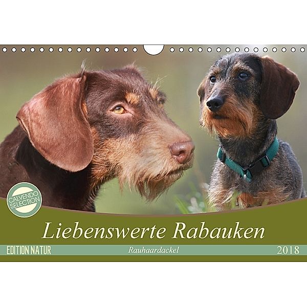 Liebenswerte Rabauken - Rauhaardackel (Wandkalender 2018 DIN A4 quer), Barbara Mielewczyk