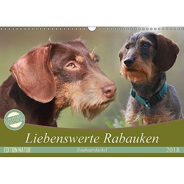 Liebenswerte Rabauken - Rauhaardackel (Wandkalender 2018 DIN A3 quer), Barbara Mielewczyk