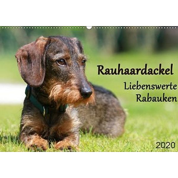 Liebenswerte Rabauken - Rauhaardackel (Wandkalender 2020 DIN A2 quer), Barbara Mielewczyk