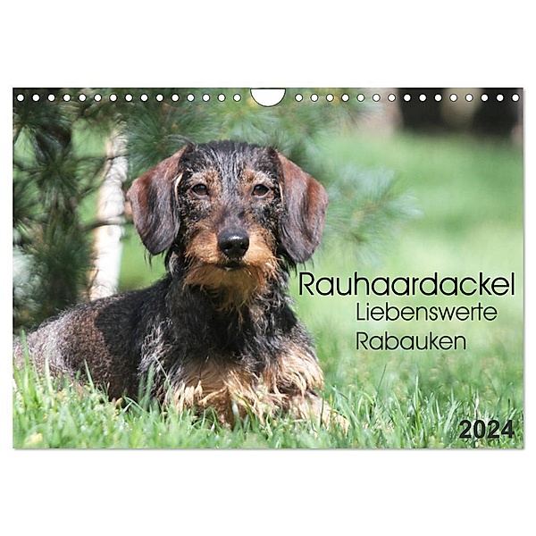 Liebenswerte Rabauken - Rauhaardackel (Wandkalender 2024 DIN A4 quer), CALVENDO Monatskalender, Barbara Mielewczyk