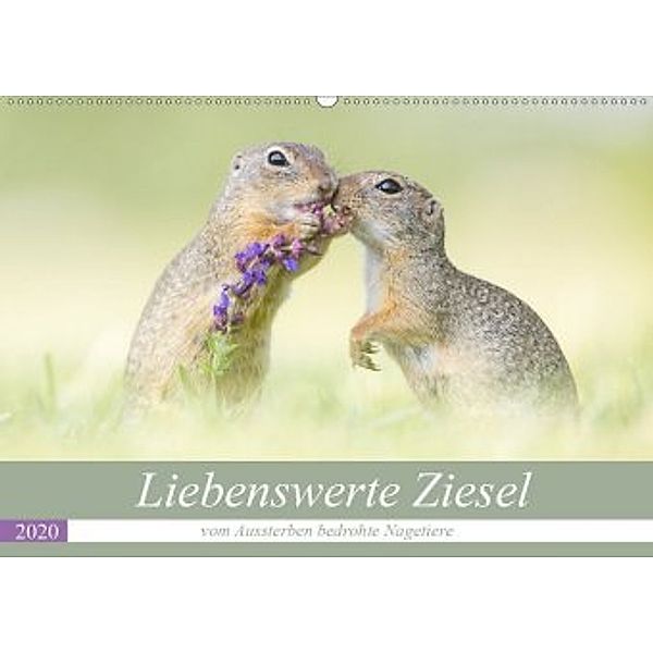 Liebenswerte Ziesel - vom Aussterben bedrohte Nagetiere (Wandkalender 2020 DIN A2 quer), Perdita Petzl