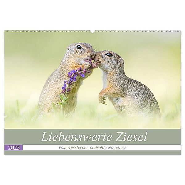 Liebenswerte Ziesel - vom Aussterben bedrohte Nagetiere (Wandkalender 2025 DIN A2 quer), CALVENDO Monatskalender, Calvendo, Perdita Petzl