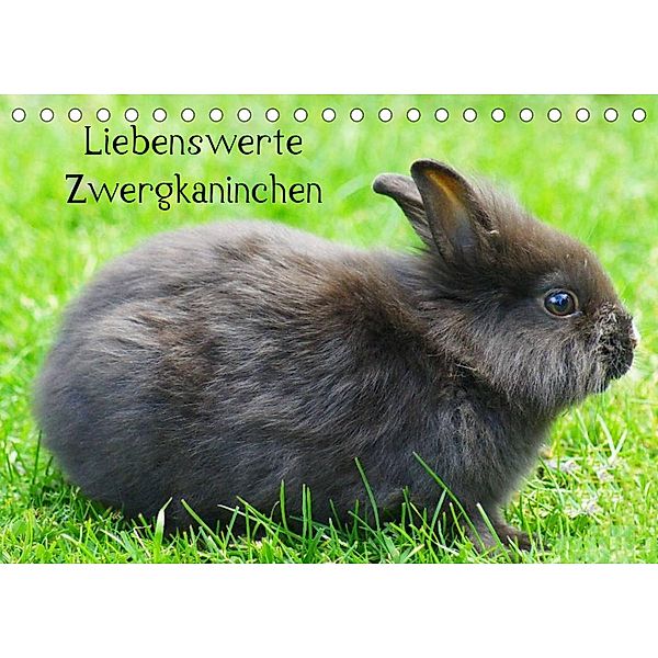 Liebenswerte Zwergkaninchen (Tischkalender 2023 DIN A5 quer), Kattobello