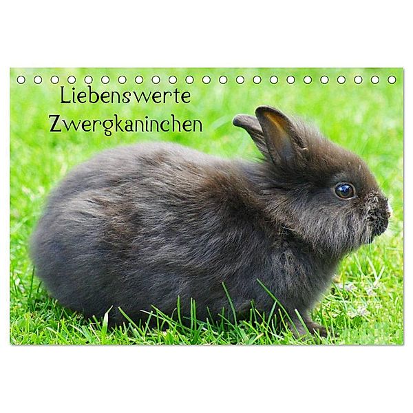 Liebenswerte Zwergkaninchen (Tischkalender 2024 DIN A5 quer), CALVENDO Monatskalender, Kattobello