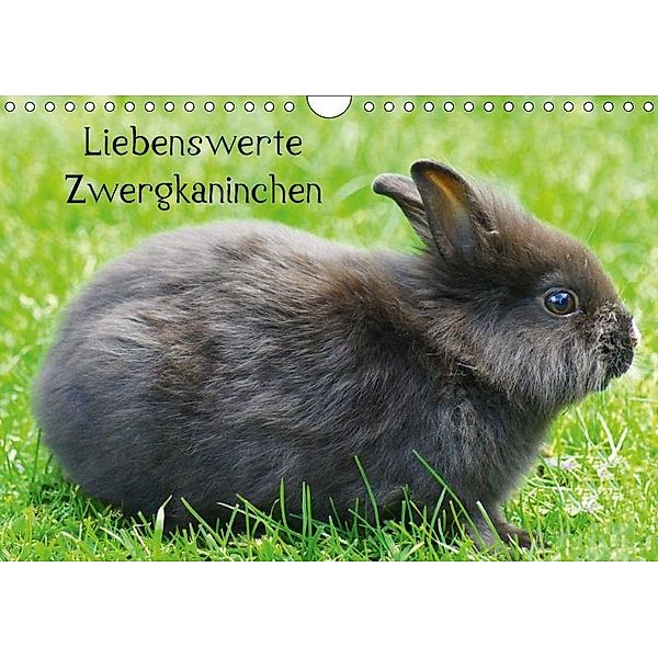 Liebenswerte Zwergkaninchen (Wandkalender 2017 DIN A4 quer), Kattobello