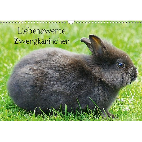 Liebenswerte Zwergkaninchen (Wandkalender 2018 DIN A3 quer), Kattobello