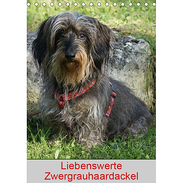 Liebenswerte Zwergrauhaardackel (Tischkalender 2019 DIN A5 hoch), kattobello