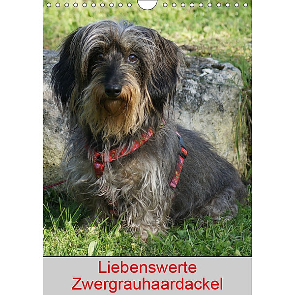 Liebenswerte Zwergrauhaardackel (Wandkalender 2019 DIN A4 hoch), kattobello