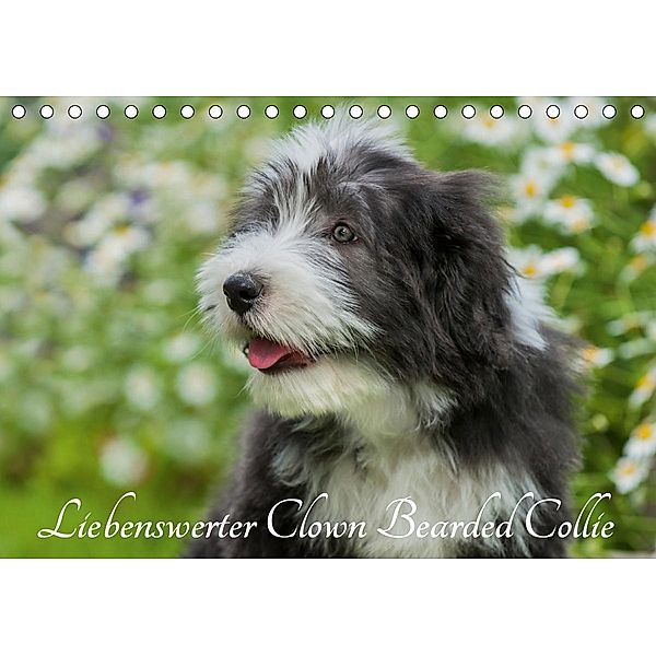 Liebenswerter Clown Bearded Collie (Tischkalender 2020 DIN A5 quer), Sigrid Starick