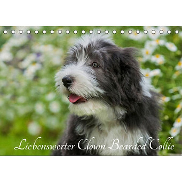 Liebenswerter Clown Bearded Collie (Tischkalender 2022 DIN A5 quer), Sigrid Starick