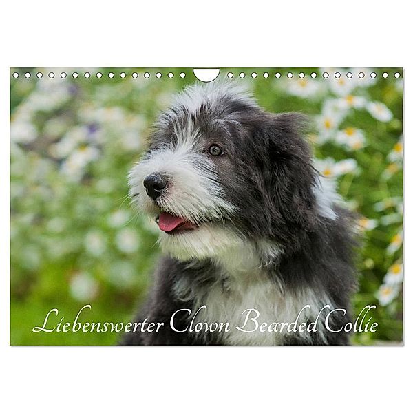 Liebenswerter Clown Bearded Collie (Wandkalender 2024 DIN A4 quer), CALVENDO Monatskalender, Sigrid Starick