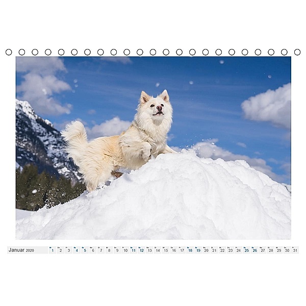 Liebenswerter Islandhund (Tischkalender 2020 DIN A5 quer), Monika Scheurer