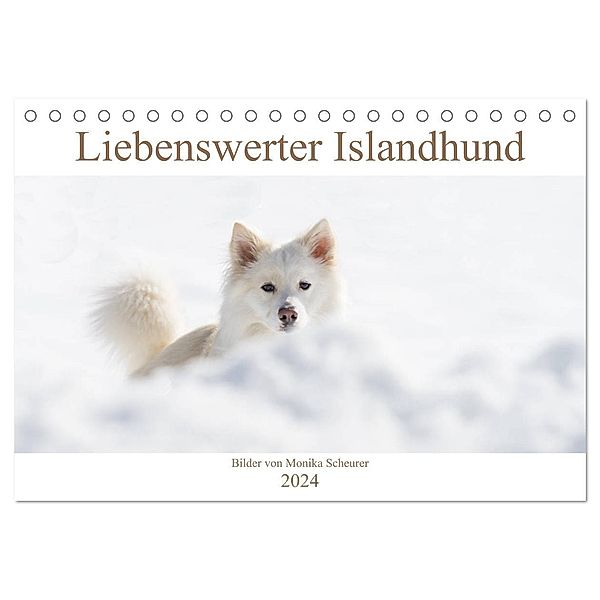 Liebenswerter Islandhund (Tischkalender 2024 DIN A5 quer), CALVENDO Monatskalender, Monika Scheurer