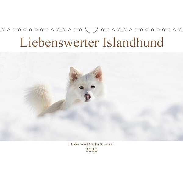 Liebenswerter Islandhund (Wandkalender 2020 DIN A4 quer), Monika Scheurer